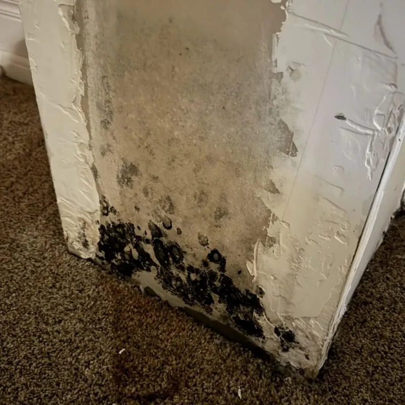 Professional Mold Removal in Kern County, CA